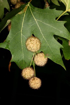 Platanus orientalis subsp insularis