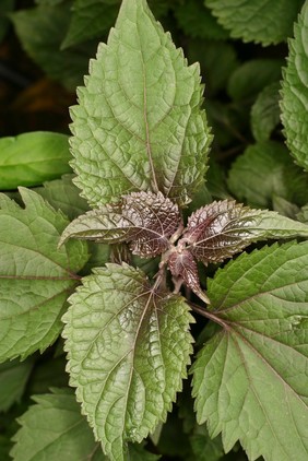 Plectranthus argentatus S.T.Blake Lamiaceae Silver spurflower. Herbaceous perennial. Distribution: Queensland and New South Wales, Australia. Little is known of its chemical constituents. It does contain many novel diterpenoids in its leaf glands (Alder, A.C. et al, Helvetica Chimica Acta, 2004, 67(6): 1523 – 1530).This genus has had some species from the genus Coleus incorporated into it, and these form a separate clade on phylogenetic analysis. The species in the ‘Coleus’ clade have a higher incidence of medicinal usage, being used to treat digestive, skin, infective and respiratory problems. They contain monoterpenoids, sesquiterpenoids, and diterpenoids. Photographed in the Medicinal Garden of the Royal College of Physicians, London.