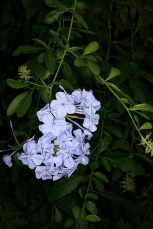 view Plumbago auriculata Blume Plumbaginaceae Plumbago, Leadwort. Distribution: South Africa. It is used traditionally to treat warts, broken bones and wounds. It is taken as a snuff for headaches and as an emetic to dispel bad dreams. A stick of the plant is placed in the thatch of huts to ward off lightning.” Iwou (1993) reports other Plumbago species are used to cause skin blistering, treat leprosy, induce blistering, and to treat piles, parasites and to induce abortions. The genus name derives from the Latin for lead, but authors differ as to whether it was used as a treatment of lead poisoning, or that when it was used for eye conditions the skin turned the colour of lead. Photographed in the Medicinal Garden of the Royal College of Physicians, London.