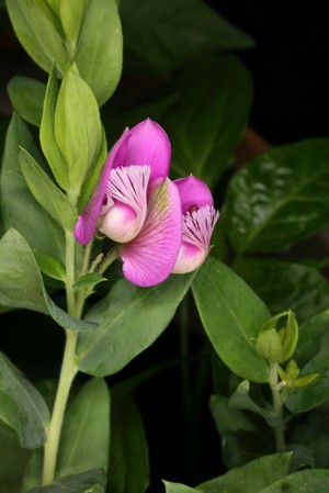 view Polygala myrtifolia 'Grandiflora'