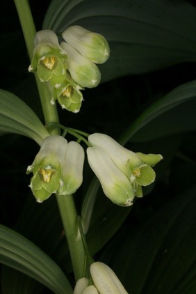 Polygonatum x hybridum Brugger Convalliariaceae. Hybrid Solomon's Seal (P. multiflorum x P. odoratum) It has the RHS Award of Garden Merit. Rhizomatous herbaceous perennial. Distribution: Garden plant whose parents come from Europe and Asia. Dioscorides (70 AD ex Beck, 2005) reports that Polygonatum is good for wounds if a poultice is applied, and that it also removes facial blemishes. Photographed in the Medicinal Garden of the Royal College of Physicians, London.