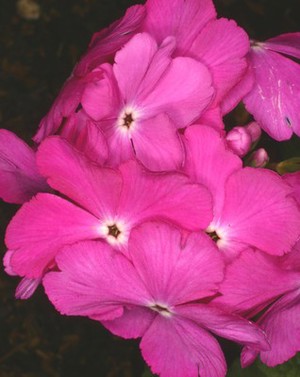 view Primula sieboldii 'Long Acre hybrids'