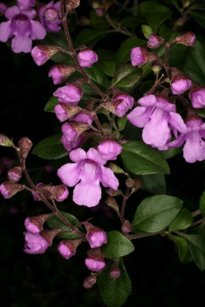 view Prostanthera ovalifolia R.Br. Lamiaceae Alpine anise bush, Oval leaf Mintbush, Purple mintbush. Woody shrub. Distribution: Australia. Minty flavoured leaves used in jams and jellies. Various essential oils are produced from commercially grown P. ovalifolia (cis-dihydroagarofuran, kessane, 1,8-cineole which is also known as eucalyptol, p-cymene,) and P. cuneata also contains eucalyptol. Concentrations of essential oils in the plants vary according to the clonal variety, growing conditions and time of year. Aboriginal peoples used Prostanthera leaves in medicinal ointments and washes, but one species, P. striatiflora, was used to poison waterholes to kill visiting emu (Hegarty, 2001). Photographed in the Medicinal Garden of the Royal College of Physicians, London.