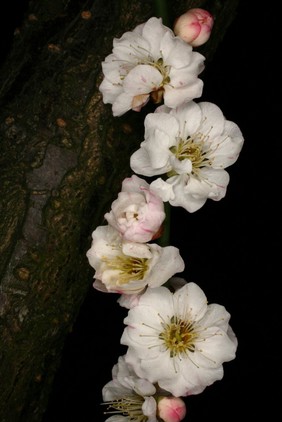 Prunus mume Siebold & Zucc. Rosaceae Chinese Plum, Japanese Apricot. Distribution: Eastern Asia. The fruit is used to flavour alcohol and used as a digestive to improve appetite. Photographed in the Medicinal Garden of the Royal College of Physicians, London.