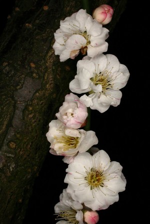 view Prunus mume Siebold & Zucc. Rosaceae Chinese Plum, Japanese Apricot. Distribution: Eastern Asia. The fruit is used to flavour alcohol and used as a digestive to improve appetite. Photographed in the Medicinal Garden of the Royal College of Physicians, London.