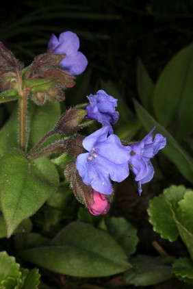 Pulmonaria 'Blue Ensign'