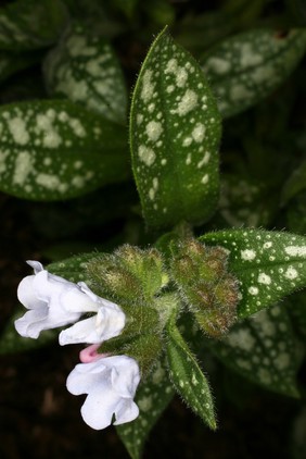 Pulmonaria officinalis L. Boraginaceae Distribution: Europe. Pulmonaria or Lungwort are names for a lichen and a perennial plant in the Boraginaceae. This is the latter. Lyte (1578) has a woodcut of our plant and also calls it Sage of Jerusalem and says it is of 'no particular use in physicke, but is much used in meates and salads with eggs, as is also Cowslippes and Primroses, whereunto in temperature it is much alike.' He lists and describes the lichen separately. Culpeper (1650) said he found many sorts of lunguewort in perusing Authors ' Pulmonari, arborea and Symphytum maculosum [and the latter is our plant, the others the lichen] and that they 'helpe infirmities of the lungues, as hoarseness, coughs, wheezing, shortnesse of breath etc.' Coles (1657) who espouses the Doctrine of Signatures in a way unrivalled by any other English author, might have been expected to confirm the concept that the mottled leaves looked like the cut surface of a lung which indicates their purpose, but he only mentions the lungwort which is a lichen. However, Porta's beautiful book on the Doctrine, Phytognomica (1588), is clear that the plant called Pulmonaria with hairy leaves like a bugloss, spotted white with purple flowers, commonly called 'cynoglossa' [with a woodcut which could be Pulmonaria officinalis] indicate its use for ulcerated lungs, spitting blood, shortness of breath and asthma equally with the lichen with the same name. Lobel & Pena (1570) call it 'PULMONARIA, masculosa folia Borrago. floribus Primula veris, purpureis [PULMONARIA spotted, Borage-leaved, flowers like Primula veris - Cowslips - purple]' and say that women mix the leaves with a little broth and make it into an omelette for lung disorders and to strengthen the heart.. Lobel (1576) calls it Maculosa Pulmonaria and describes a white flowered form with a good woodcut. Gerard (1633) uses the same woodcut as Lobel and calls it Pulmonatia foliis Echii, Buglosse Cowslips with red flowers, and a woodcut of a narrow leaved plant as Pulmonaria masculosa, Spotted Cowslips of Jerusalem with red, blue and purple flowers and says 'the leaves are used among pot-herbes. The roots are aso thought to be good against the infirmities of ulcers of the lungs...'. Quincy (1718) writes: '... it has a glutinous juice ... and heals ulcers and erosions. It is commended in coughs and spitting of blood but is little used either in the Shop or Prescriptions'. Not used in modern medicine. It is in the family Boraginaceae whose species are often rich in pyrrolizidine alkaloids that cause liver toxicity and liver cancers, but levels in Pulmonaria officinalis may not be significant. Photographed in the Medicinal Garden of the Royal College of Physicians, London.