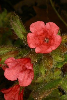 Pulmonaria rubra L. Boraginaceae A red-flowered species, mentioned in 16th and 17th herbals, but with the same properties as officinalis. Distribution: Europe. Pulmonaria or Lungwort are names for a lichen and a perennial plant in the Boraginaceae. This is the latter. Lyte (1578) has a woodcut of our plant and also calls it Sage of Jerusalem and says it is of 'no particular use in physicke, but is much used in meates and salads with eggs, as is also Cowslippes and Primroses, whereunto in temperature it is much alike.' He lists and describes the lichen separately. Culpeper (1650) said he found many sorts of lunguewort in perusing Authors 'Pulmonari, arborea and Symphytum maculosum [and the latter is our plant, the others the lichen] and that they 'helpe infirmities of the lungues, as hoarseness, coughs, wheezing, shortnesse of breath etc.' Coles (1657) who espouses the Doctrine of Signatures in a way unrivalled by any other English author, might have been expected to confirm the concept that the mottled leaves looked like the cut surface of a lung which indicates their purpose, but he only mentions the lungwort which is a lichen. However, Porta's beautiful book on the Doctrine, Phytognomica (1588), is clear that the plant called pulmonaria with hairy leaves like a bugloss, spotted white with purple flowers, commonly called 'cynoglossa' [with a woodcut which could be Pulmonaria officinalis] indicate its use for ulcerated lungs, spitting blood, shortness of breath and asthma equally with the lichen with the same name. Lobel & Pena (1570) call it 'PULMONARIA, masculosa folia Borrago. floribus Primula veris, purpureis[ PULMONARIA spotted, Borage-leaved, flowers like Primula veris - Cowslips - purple] and say that women mix the leaves with a little broth and make it into an omelette for lung disorders and to strengthen the heart. Lobel (1576) calls it Maculosa Pulmonaria and describes a white flowered form, with a good woodcut. Gerard (1633) uses the same woodcut as Lobel and calls it Pulmonatia foliis Echii, Buglosse Cowslips with red flowers, and a woodcut of a narrow leaved plant as Pulmonaria masculosa, Spotted Cowslips of Jerusalem with red, blue and purple flowers and says 'the leaves are used among pot-herbes. The roots are aso thought to be good against the infirmities of ulcers of the lungs...'. Quincy (1718) writes: '... it has a glutinous juice ... and heals ulcers and erosions. It is commended in coughs and spitting of blood but is little used either in the Shop or Prescriptions. Not used in modern medicine. It is in the family Boraginaceae whose species are often rich in pyrrolizidine alkaloids that cause liver toxicity and liver cancers, but levels in Pulmonaria officinalis may not be significant. Photographed in the Medicinal Garden of the Royal College of Physicians, London.