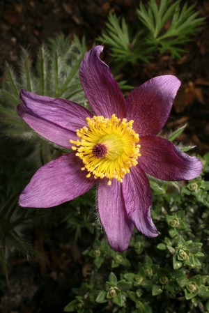 view Pulsatilla vulgaris Mill. Ranunculaceae Pasque flower. Distribution: Europe. Lindley (1838) and Woodville (1790) knew this as Anemone pulsatilla, the common name being Pasque (Easter) Flower. At the end of the 18th century it was recommended for blindness, cataracts, syphilis, strokes and much more, treatments which, as was clear to physicians at the time, were valueless. Gerard (1633) writes: ‘They serve only for the adorning of gardens and garlands, being floures of great beauty’. It is in the buttercup family, Ranunculaceae, all members of which are poisonous. It was recommended, by mouth, for ‘obstinate case of taenia’ (tapeworms). One hopes it was more toxic to the worm than the patient. Flowers with a central disc and radiating florets were regarded as being good for eye complaints under the Doctrine of Signatures. Porta (1588) writes (translated): ‘Argemone [Papaver argemone], and anemone, have flowers of this shape, from this they cure ulcers and cloudiness of the cornea’. There were occupational diseases even before there were words like pneumoconiosis, and Lindley writes that ‘the powder of the root causes itching of the eyes, colic and vomiting, if in pulverising it the operator do not avoid the fine dust which is driven up.’ Photographed in the Medicinal Garden of the Royal College of Physicians, London.