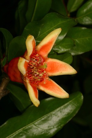 view Punica granatum L. Lythraceae Pomegranate, granatum malum, balustines. Distribution: E. Mediterranean to Himalayas. The Pomegranate is in the centre of the Arms of the Royal College of Physicians, perhaps for its use in cooling, and therefore for fevers. However it was the sour pomegranate that would have been used as Dioscorides says the sweet ones are unfit for use in agues. Culpeper (1650) makes no mention of the fruit, but says of the flowers ‘... they stop fluxes and the Terms in women.’ In the Complete Herbal and English Physician (1826) says the fruit ‘... has the same general qualities as other acid fruits.’ Of the flowers he says (among other properties) that ‘A strong infusion of these cures ulcers in the mouth and throat, and fastens loose teeth.’ Gerard (1633) says that the cravings of pregnant women can be abolished with the juice, and perhaps it was scurvy which was being treated effectively when he reports that the juice was very effective against splitting of blood and for loose teeth. The dwarf form of this species, Punica granatum var. nana has fruits no more than 3cm across. Pomegranate bark can only be sold by registered pharmacies in the UK and used to be used as a vermifuge, with the secondary use that the tincture made from it doubled as a permanent ink. In South Africa the fruit rind is used for diarrhoea and stomach ache, and the bark as a vermifuge, but undesirable side effects make this dangerous. It is reported to be effective against fevers, as a diuretic, to lower blood sugar and to be both antibacterial and antiviral (van Wyk, 2000). Photographed in the Medicinal Garden of the Royal College of Physicians, London.