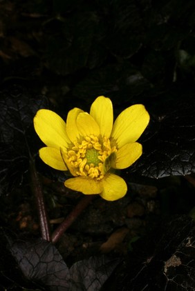 Ranunculus ficaria 'Brazen Hussy'