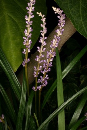 Reineckea carnea Kunth. Convallariaceae Distribution: China Named for Joseph Heinrich Julius Reinecke (1799-1871) of Berlin (Stearn, 1994). Photographed in the Medicinal Garden of the Royal College of Physicians, London.