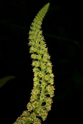 Reseda lutea L. Resedaceae Wild Mignonette. Dyers Rocket. Herbaceous plant. Distribution: Eurasia and North Africa. This plant, and in particular R. luteola, is the source of 'weld' a yellow dye from luteolin a flavonoid in the sap. It is said to have been used since the first millennium BC, but curiously Dioscorides, Lyte, Gerard, Lobel, Fuchs, Coles, Quincy, Linnaeus (1782) either do not mention it or make it synonymous with Eruca, Rocket, and make no reference to it as a dye source. The name Resedo means 'I sit up' in Latin, which Stearn (1994) interprets as 'I heal' which makes its absence even more strange. It is noted as the dye source by Bentley (1861). Photographed in the Medicinal Garden of the Royal College of Physicians, London.