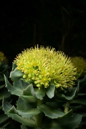 view Rhodiola rosea L. Crassulaceae Golden root, roseroot Distribution: Arctic, Eastern North America, mountains of central Asia. Herbalists regard it as having curative properties for diseases as diverse as cancer, influenza, depression and other conditions. It has not been licensed for use in manufactured herbal medicines in the UK. Photographed in the Medicinal Garden of the Royal College of Physicians, London.