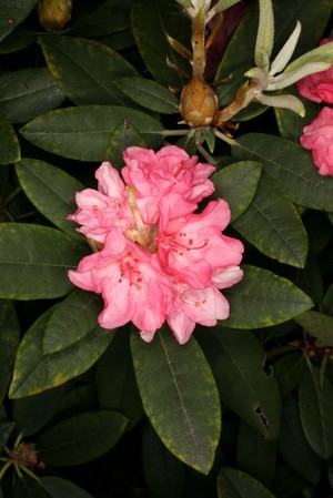 view Rhododendron yakushimanum 'Grumpy'