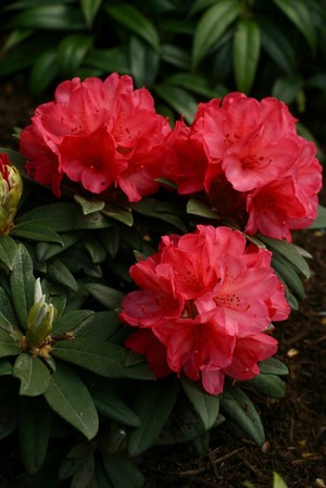 view Rhododendron yakushuminum 'Grumpy'