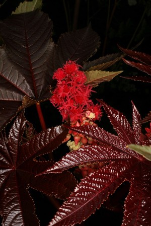 view Ricinus communis L. Euphorbiaceae Castor oil plant. Palma Christi. Distribution: Mediterranean, E Africa, India. The seeds themselves are pretty, brown, bean-like usually with gold filigree markings on them, and the interior of the seed is the source of castor oil. The outer coat of the seed is the source of the poison ricin, famous (infamous) for the umbrella murder of Georgi Markov on Waterloo Bridge in 1978. The KGB are alleged to have killed Georgi Markov, a dissident Bulgarian journalist, with a pellet containing 0.28mgm of ricin fired into his leg using a specially adapted air gun in an umbrella. While his symptoms were those of ricin poisoning, no ricin was ever found in the pellet that was extracted from his leg. Two seeds, chewed and ingested are said to be fatal, but most people vomit and get rid of the toxin. Ducks are resistant to ricin, and need to ingest more than 80 to be fatal! In Peru the leaves are used as a tea for stomach ache, although they contain small amounts of ricin. It is called Palma Christi in early herbals because of the five pointed leaves, which schematically represent a hand. It is a monotypic genus in the spurge family. Photographed in the Medicinal Garden of the Royal College of Physicians, London.