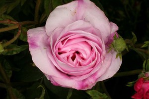 view Rosa 'Ispahan'