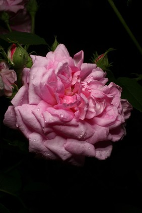 Rosa 'Ispahan'