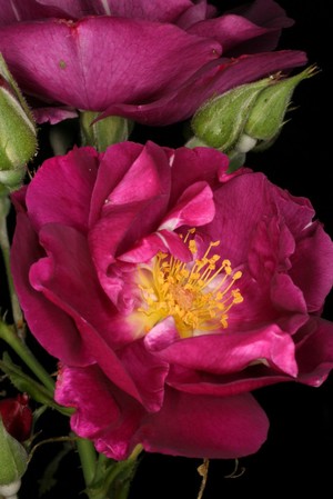 view Rosa 'Rhapsody in Blue'