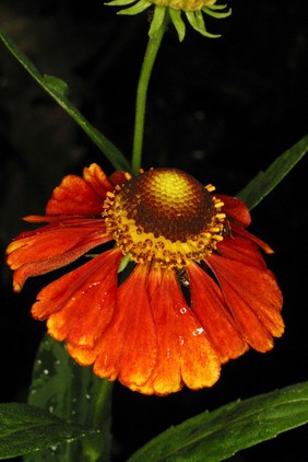 Rudbeckia cultivar