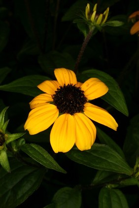 Rudbeckia triloba L. Asteraceae Orange Cone flower. Herbaceous perennial. Distribution: North America. It is named for Olof Rudbeck, father (1630–1702) and son (1660–1740). Olof Rudbeck the Elder was professor of medicine at Uppsala University, and established a botanic garden there. He was the discoverer of the human lymphatic system. His son succeeded his father as professor of medicine, and one of his students was Carl Linnaeus (1707–88) who named the genus Rudbeckia after him and his father. It is a plant which is poisonous to cattle, sheep and pigs with no medicinal uses. Austin (1974) discusses R. hirta, also regarded as a toxic plant. It was used externally by the Cherokee to bathe sores and snakebites and made into a tea for treating diarrhoea. The Seminoles used it for headaches and fever and the Miccosukee for sunstroke and headache. The Cherokee and the Iroquois used it to treat intestinal worms Photographed in the Medicinal Garden of the Royal College of Physicians, London.