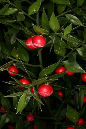 view Ruscus aculeatus L. Ruscaceae Butchers Broom., Box holly, Knee Holly, Jew’s myrtle. Distribution: Mediterranean to Britain. Aculeatus means 'prickly' which describes the plant well. Dioscorides in 70 AD (Gunther, 1959) says of this plant ‘... ye leaves and berries drunk in wine have ye force to move urine, expel the menstrua, and to break ye stones in ye bladder ...’ and adds also ‘ ... it cures also ye Icterus and ye strangurie and ye headache.' Its use did not change for a millennium and a half