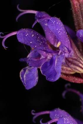 Salvia nemorosa L. Lamiaceae Woodland sage. Balkan clary Distribution: Central Europe, Western Asia. Most of the historical medicinal literature is on common sage, Salvia officinalis. The name Salvia meaning 'healthy'. Elizabeth Blackwell (1737) wrote that it had "... all the noble Properties of the other hot Plants more especially for the Head, Memory, Eyes, and all Paralytical Affections. In short, 'tis a Plant endu'd with so many and wonderful Properties, as that the assiduous use of it is said to render Men Immortal" with which Hans Sloane agreed. Linnaeus (1782) also: 'Timor, Languor, Leucorrhoea, Senectus [fear, tiredness, white vaginal discharge, old age]'. Its health giving and immortality conferring properties were recorded in the aphorisms of the School of Salerno (fl 9-13th century) - quoted in the Decameron [c.1350, translated: Why should man die when Salvia grows in the Garden']. Some salvias, such as Salvia divinorum contain hallucinogenic compounds. Photographed in the Medicinal Garden of the Royal College of Physicians, London.