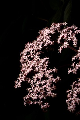 Sambucus nigra f porphyrophylla 'Gerda'