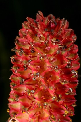 Sanguisorba officinalis 'Tanna'