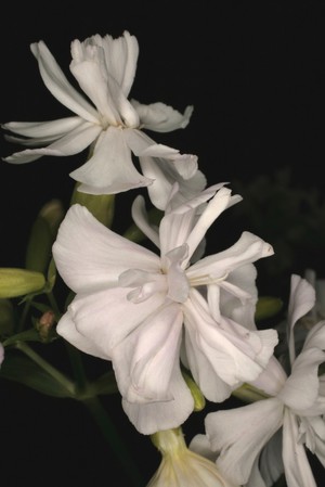 view Saponaria officinalis 'Alba Plena'