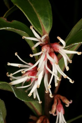 Sarcococca hookeriana var digyna