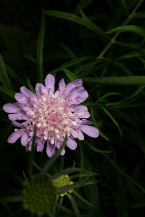 Scabiosa columbaria L. Dipsacaceae. Small scabious. Distribution: Europe. Culpeper (1650) writes: ‘The roots either boiled or beaten into powder and so taken, helps such as are extremely troubled with scabs and itch, are medicinal in the French-pocks [syphilis], hard swellings, inward wounds ...’ The genus name comes from the Latin word scabies, meaning ‘itch’. According to the Doctrine of Signatures, the rough leaves indicated that it would cure eczematous skin. However, the leaves are not really very rough... Not used in herbal medicine at the present time except in Southern Africa where it is used for colic and heartburn, and the roots made into an ointment for curing wounds (van Wyk, 2000). Photographed in the Medicinal Garden of the Royal College of Physicians, London.