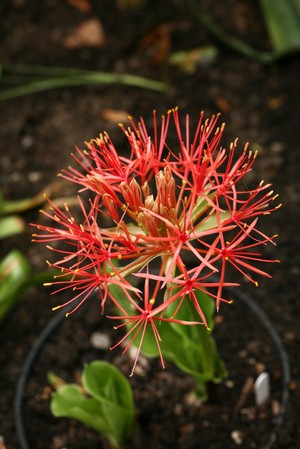 view Scadoxus multiflorus Raf. Amaryllidaceae. Blood Flower, Poison root, Fireball Lily. Distribution: Sub-Saharan Africa. The genus name is a concatenation of the Greek words, Sciadion meaning a parasol or umbel, and doxa meaning 'glorious'