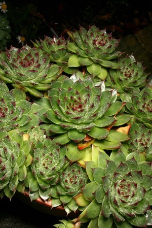 view Sempervivum tectorum L. Crassulaceae Houseleek, Senegreene Distribution: Europe. Sempervivum means 'live forever', tectorum means 'roof', and was apparently grown on house roofs to protect against lightning. Lyte (1578 distinguishes Stonecrops (Sedum) from Sengreene (Sempervivum) for he advises the Sempervivum, alone or mixed with barley meal, applied topically to burns, scalds, St Anthony's fire [erysipelas], ulcers and sores, will cure them and sore eyes. Apropos of stonecrops (Sedum), he describes the redness and blistering that the sap has on bare skin, and how it is good for poisons for if taken with vinegar by mouth it causes vomiting, but only safe to do so in strong people. He seems fairly confused as to which is which. Not approved by the European Medicines Agency for Traditional Herbal Medicinal use. Photographed in the Medicinal Garden of the Royal College of Physicians, London.