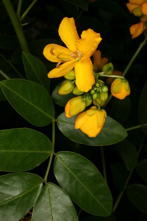 view Senna corymbosa (Lam.)H.S.Irwin&Barneby Caesalpinaceae. Argentine Senna. Distribution: Argentine (other species from Europe). This beautiful shrub that flowers from midsummer until the frosts of winter, is the source of one of the best known of all herbal medicines – Senokot (and senna pods and senna tea), introduced to European medicine (as Senna alexandrina from Egypt) by the Arabians. Every part of the plant contains anthraquinones which, if taken internally, act as a powerful laxative to treat constipation by stimulating the nerve cells of the large bowel. Gerard (1633) notes ‘it is a singular purging medicine’ with over a page on its uses. When used regularly the nerves to the large bowel may be destroyed, leaving a permanently dilated large bowel that never functions properly again. This is a plant which causes the condition it treats to become permanent. Additionally, with prolonged use, the lining of the bowel turns black, serum potassium levels may fall, resulting in cardiac irregularities and sometimes death. Coma, neuropathy and hepatitis have also been reported. It is advertised on television (the actor involved is seen to be depressed and bloated until she takes Senokot, after which she is happy - Hippocrates would have attributed this antidepressant effect to the plant's ability to purge her of the black melancholic humour present in her bowel motions). It is available without prescription or health warning against long-term use. What do you think? Lyte (1578) recommends it strongly for depression, but one might claim to be cured rather than take it again. Photographed in the Medicinal Garden of the Royal College of Physicians, London.