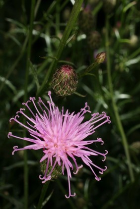 Serratula tinctoria subsp. seoanei (Willk.)M.Lainz Asteraceae. Saw-wort (in the USA called Dyer's plumeless saw-wort). Distribution: Europe. Named after Dr Victor Lopez Seoane (1832-1900) a Spanish naturalist and physician who was Professor of Physics, Chemistry and Natural History in Corunna. He attained a certain infamy in that three of the subspecies of birds which he published as new discoveries were in leaflets dated 1870 and 1891 but were actually published in 1894, the discovery of which rendered two of his discoveries attributable to others (Ferrer, in Ingenium 7:345-377 (2001). This plant was described by Heinrich Willkomm in 1899 as Serratula seoanei, but M. Lainz, in 1979, decided it was merely a subspecies of Serratula tinctoria, a plant described by Linnaeus (1753). Linnaeus based his description on a plant with a woodcut in Dodoens' Pemptades (1583), saying it had pinnate leaves. However, that woodcut is of two different plants, and when re-used by Gerard (1633) he pointed out that Tabernamontanus (1625) had a woodcut of them and a third plant all with leaves varying from just pinnate to entire. Whatever, the leaves on Serratula tinctorius subsp. seoanei are very distinct, but while pinnate the leaflets are exceedingly narrowly and deeply dissected, Gerard (1633) writes that it is 'wonderfully commended to be most singular [useful] for wounds, ruptures, burstings, and such like...' It is a dye plant, containing luteolin, the same yellow dye as is present in Reseda luteola (source of the dye 'weld'). Seoane also has a viper, Vipera seoanei, named after him