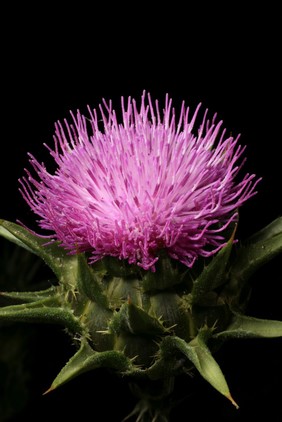 Silybum marianum (L.) Gaertn. Asteraceae Milk thistle. Carduus Mariae. Distribution: Europe. Gerard (1633) calls it Carduus Mariae, Carduus Lectus, or Ladies Thistle, and Carduus leucographus [meaning 'white writing', in reference to the white markings on the leaves] because Pliny wrote about a plant he called Leucographis although Gerard notes that it would be 'hard to assume this to be the same [plant].' He also queries if it is the same as the Alba spina of Galen. Of the latter he reports that Galen recommended it for all manner of bleeding, toothache and the seeds for cramp. Gerard writes that Dioscorides recommends that a drink of the seeds helps infants whose sinews are 'drawne together'