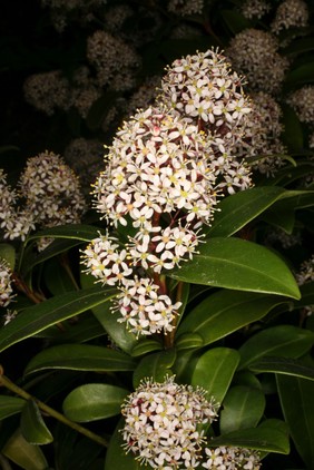 Skimmia japonica 'Rubella'