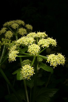 Smyrnium olusatrum L. Apiaceae. Alexanders, Black Lovage, Horse Parsley. Distribution: W & S Europe, Mediterranean. Culpeper (1650) writes: ‘Hipposelinum. Alexanders or Alisanders, provoke urine, expel the afterbirth, provoke urine, help the strangury, expel the wind.’ Culpeper has taken this mainly from Dioscorides’ Materia Medica (circa 100 AD). The genus name is said to derive from Smyrna, a city which was founded by Alexander the Great (although there was one which pre-dated his Smyrna). on the Aegean coast of Anatolia. The species name comes from the Latin olus meaning a pot herb (cooking vegetable) and atrum meaning black, in reference to the seeds. It is described as tasting like a rather bitter, second-class celery. The English name may derive from Alexandria or Alexander the Great. It is rarely used in herbal medicine now. Photographed in the Medicinal Garden of the Royal College of Physicians, London.