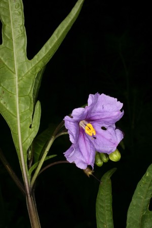 view Solanum laciniatum Aiton Solanaceae. Kangaroo Apple. Evergreen shrub. Distribution: New Zealand and the east coast of Australia. It contains steroidal saponins that can be converted into steroids, including progesterone, oestrogens, cortisone, prednisolone etc. In 1943, Professor Russell Marker discovered a method of obtaining an unsaturated steroidal saponine, diosogenin, from Mexican yam (Dioscorea mexicana), which can easily and cheaply be converted into steroids, such as prednisone and progesterone, reducing the price of steroid production to a fraction (0.5%) of its former cost. For 20 years drug companies showed little interest, and it was only as a result of Professor Marker forming his own company, and the concerted efforts of several gynaecologists, physiologists and birth-control advocates, that the contraceptive pill was ‘born’ in 1960. Photographed in the Medicinal Garden of the Royal College of Physicians, London.