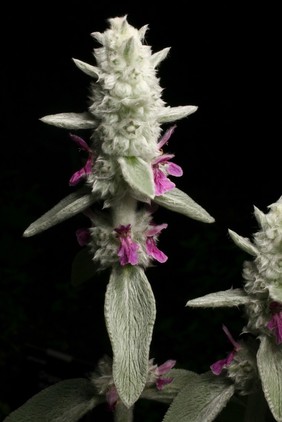 Stachys byzantina K.Koch also known as Stachys lanata. Lamiaceae. Lamb's Ears. Distribution: Europe. Its woolly leaves were regarded as a vulnery, to stop bleeding, which it would have done in a manner similar to cotton-wool, allowing platelets to clot on its hairs. Photographed in the Medicinal Garden of the Royal College of Physicians, London.