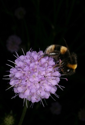 Succisia pratensis Greene Asteraceae. Devil’s Bit Scabious, Blue Buttons. Distribution: Europe, W Asia, Africa. Culpeper (1650), under ‘Herbs’ he writes: ‘Succisa, Morsus diobolo, Devil’s Bit. Inwardly taken it easeth the fits of the mother [probably uterine spasm or pain], and breaks wind, taketh away the swellings in the mouth, and slimy phlegm that sticks to the jaws, neither is there a more present remedy in the world, for those cold swellings of the neck, which the vulgar call the Almonds [lymph nodes] of the neck than this herb bruised and applied to them. Folk lore attribute it as a cure-all which was so successful that the Devil bit off the bottom of the roots when he saw it growing down into Hades. However, the roots show no sign of such damage to support the myth. Photographed in the Medicinal Garden of the Royal College of Physicians, London.