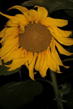 Helianthus annuus Greene Asteraceae. Sunflower, Marigold of Peru, Floure of the Sun. Distribution: Peru and Mexico. It was much recommended by Gerard (1633) who advises that the buds, covered in flour, boiled, and eaten with 'butter, vinegar and pepper, far surpass artichokes in procuring bodily lust’. Sadly, today only the seeds of sunflower are consumed, as the source of sunflower seed oil used in cooking. It contains mono and polyunsaturated fats, linoleic acid and oleic acid, and is low in saturated fats. As such it was thought to lower cholesterol and so the risk of heart disease, but it may increase the risk of breast and prostatic cancer. However a recent report BMJ2013