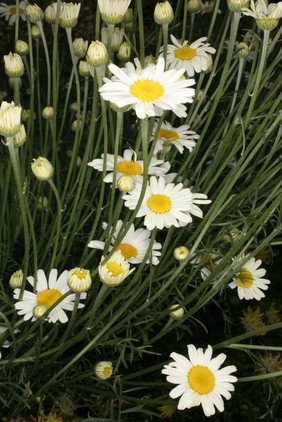 Tanacetum cinerariifolium Sch.Blp. Asteraceae Dalmation chrysanthemum, Pyrethrum, Pellitory, Tansy. Distribution: Balkans. Source of the insecticides called pyrethrins. The Physicians of Myddfai in the 13th century used it for toothache. Gerard called it Pyrethrum officinare, Pellitorie of Spain but mentions no insecticidal use, mostly for 'palsies', agues, epilepsy, headaches, to induce salivation, and applied to the skin, to induce sweating. He advised surgeons to use it to make a cream against the Morbum Neopolitanum [syphilis]. However he also describes Tanacetum or Tansy quite separately.. Quincy (1718) gave the same uses