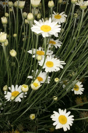 view Tanacetum cinerariifolium Sch.Blp. Asteraceae Dalmation chrysanthemum, Pyrethrum, Pellitory, Tansy. Distribution: Balkans. Source of the insecticides called pyrethrins. The Physicians of Myddfai in the 13th century used it for toothache. Gerard called it Pyrethrum officinare, Pellitorie of Spain but mentions no insecticidal use, mostly for 'palsies', agues, epilepsy, headaches, to induce salivation, and applied to the skin, to induce sweating. He advised surgeons to use it to make a cream against the Morbum Neopolitanum [syphilis]. However he also describes Tanacetum or Tansy quite separately.. Quincy (1718) gave the same uses