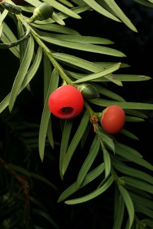 view Taxus baccata L. Taxaceae European Yew. Trees are feminine in Latin, so while Taxus has a masculine ending (-us), its specific name, baccata (meaning 'having fleshy berries' (Stearn, 1994)), agrees with it in gender by having a female ending ( -a). Distribution: Europe. Although regarded as poisonous since Theophrastus, Gerard and his school friends used to eat the red berries (they are technically called 'arils') without harm. Johnson clearly ate the fleshy arils and spat out the seed, which is as poisonous as the leaves. It is a source of taxol, an important chemotherapeutic agent for breast and other cancers. It was first extracted from the bark of T. brevifolia, the Pacific yew tree, in 1966. About 1,100 kg of bark produces 10 g of taxol, and 360,000 trees a year would have been required for the needs of the USA – an unsustainable amount. In 1990 a precursor of taxol was extracted from the needles of the European yew so saving the Pacific trees. It is now produced in fermentation tanks from cell cultures of Taxus. Curiously, there is a fungus, Nodulisporium sylviforme, which lives on the yew tree, that also produces taxol. Because taxol stops cell division, it is also used in the stents that are inserted to keep coronary arteries open. Here it inhibits – in a different way, but like anti-fouling paint on the bottom of ships – the overgrowth of endothelial cells that would otherwise eventually block the tube. The economic costs of anticancer drugs are significant. Paclitaxel ‘Taxol’ for breast cancer costs (2012) £246 every 3 weeks