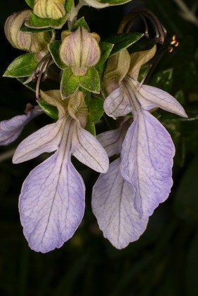 Teucrium fruticans L. Lamiaceae. Tree germander Distribution: Western Mediterranean. Teucrium is named after king Teucer (who lived in the era between 1400 and 1000 BC) the first King of Troy. Dioscorides named a medicinal herb after Teucer, and Linnaeus consolidated this in 1753