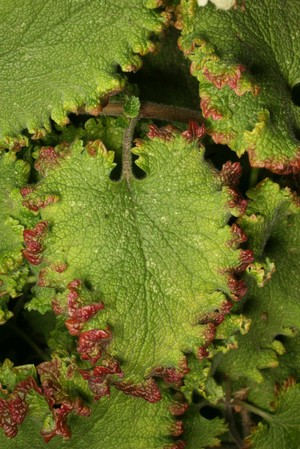 view Teucrium scorodonia 'Crispum Marginatum' L. Lamiaceae Distribution: Europe Teucrium is named after king Teucer (who lived in the era between 1400 and 1000 BC) the first King of Troy. Dioscorides named a medicinal herb after Teucer, and Linnaeus consolidated this in 1753. Probably the Scordium or Water Germander. It was given very similar properties. Photographed in the Medicinal Garden of the Royal College of Physicians, London.