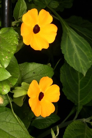 view Thunbergia alata Sims Acanthaceae. Black-eyed Susan. Tender, perennial herbaceous climbing plant. Distribution: East Africa. Named for Carl Peter (Pehr or Per) Thunberg (1743-1828), doctor, botanist, student of Linnaeus who collected plants in Japan, Sri Lanka and South Africa. He published Flora Japonica (1784)